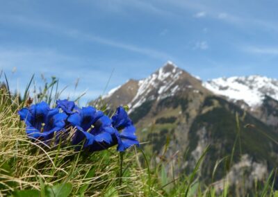 Tirol - Enzian Blumen der Alpen