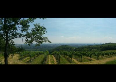 Bild zeigt: Wien - Weingärten vom Kahlenberg